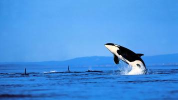 Orca Live Wallpapers পোস্টার