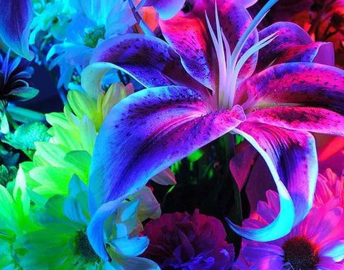 Glowing Flower Live Wallpaper APK for Android Download Glowing Flower Live Wallpaper APK for Android Download