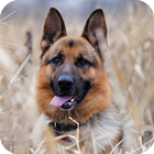 German Shepherd Live Wallpaper icône