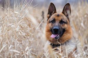 German Shepherd Live Wallpaper 포스터