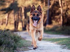 German Shepherd Live Wallpaper 截图 1