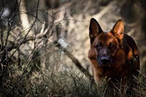 German Shepherd Live Wallpaper imagem de tela 2