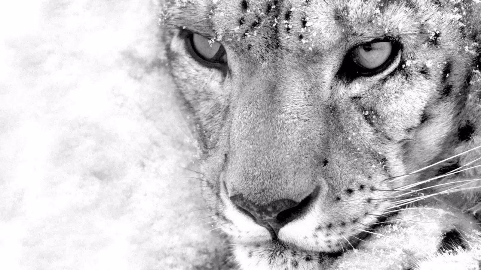 Snow Leopard Live Wallpaper APK for Android Download Snow Leopard Live Wallpaper APK for Android Download