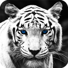 White Tiger Live Wallpaper আইকন