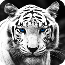 APK White Tiger Live Wallpaper