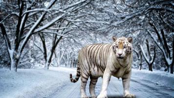 White Tiger Live Wallpaper পোস্টার