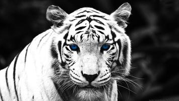1 Schermata White Tiger Live Wallpaper
