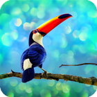 Toucan Bird Live Wallpapers ไอคอน