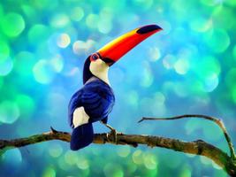 Toucan Bird Live Wallpapers ภาพหน้าจอ 1