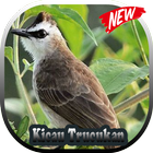 Suara Burung Trucukan HD icon