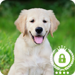 Cute Puppy Labrador Little Dog Screen Lock