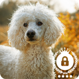 New Poodle Nice Puppy Dog HD Lock Screen
