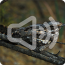 Nighjar Bird Song Ringtones APK
