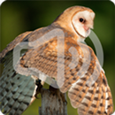 Owl Bird Songs Ringtone APK