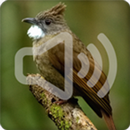 Ochraceous Bulbul Bird Songs Ringtone APK