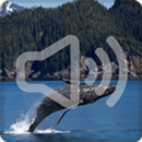 Whale Sounds Ringtone APK