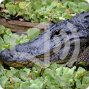 Alligator Sounds Ringtones APK