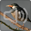 Asian Pied Starling Bird Call Sounds Ringtone