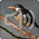 Asian Pied Starling Bird Call Sounds Ringtone APK