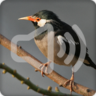 Asian Pied Starling Bird Call Sounds Ringtone icône