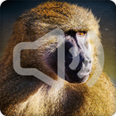 Baboon Sounds Ringtone APK