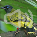 Barethroated Whistler Bird Call Sounds Ringtone APK