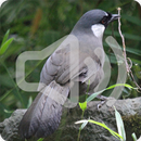Black Throated Laughingthrush Bird Call Sounds APK