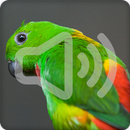 Blue Crowned Hanging Parrot Bird Call Sounds APK
