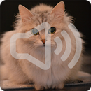 Cat and Kitten Sounds Ringtone APK