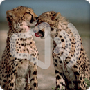 Cheetah Sounds Ringtone APK