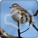 Chipping Sparrow Bird Call Sounds Ringtone APK