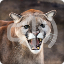 Cougar Sounds Ringtone APK