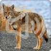 ”Coyote Sounds Ringtone