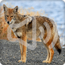 Coyote Sounds Ringtone APK