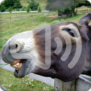 Donkey Sounds Ringtone APK