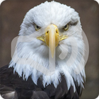 Eagle Sounds Ringtone icono