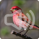 Finch Bird Call Sounds Ringtone APK