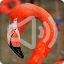 Flamingo Bird Call Sounds Ringtone APK