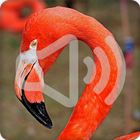 Flamingo Bird Call Sounds Ringtone ikona