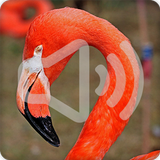 Flamingo Bird Call Sounds Ringtone simgesi