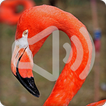 Flamingo Bird Call Sounds Ringtone