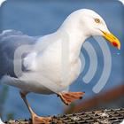 Gull Bird Call Sounds Ringtone-icoon