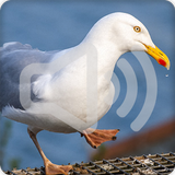 Gull Bird Call Sounds Ringtone icône