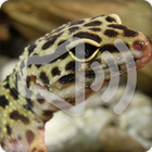Gecko Sounds 图标