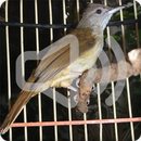 Grey Cheeked Bulbul Bird Call Sonds Ringtone APK
