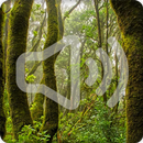 APK Jungle Nature Sounds Ringtone