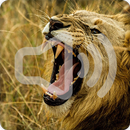 Lion Sounds Ringtone APK