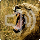 Lion Sounds Zeichen