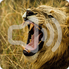 Lion Sounds icon