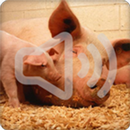 Pig Sounds Ringtone APK